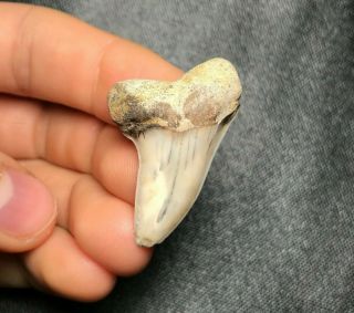 Sharp 1.  47 " Bakersfield Mako Shark Tooth Teeth Fossil Sharks Necklace Jaws Jaw