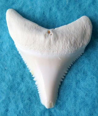 1.  747 " Lower Real Modern Great White Shark Tooth (teeth)