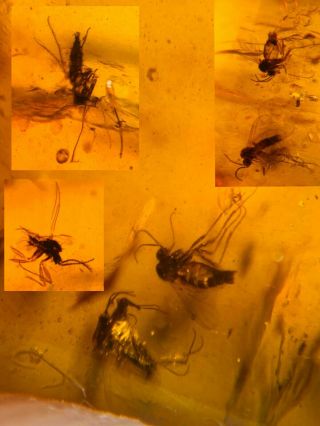 6 Diptera Mosquito Fly Burmite Myanmar Burmese Amber Insect Fossil Dinosaur Age