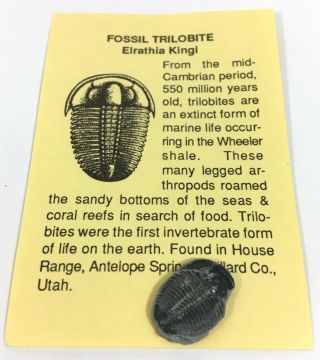 550 Million Years Old Fossil Trilobite Elrathia Kingi Utah B15