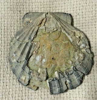 Scallop Shell Fossil