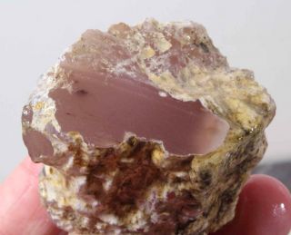 Texas Springs Fossil Wood Pink Limb Cast Lapidary 5.  2 Oz Rough