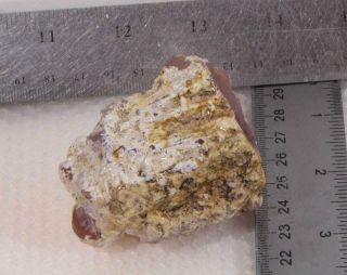 Texas Springs Fossil Wood Pink limb cast lapidary 5.  2 oz rough 2