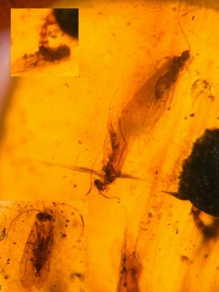 Unknown Fly Bug&3 Moth Burmite Myanmar Burmese Amber Insect Fossil Dinosaur Age
