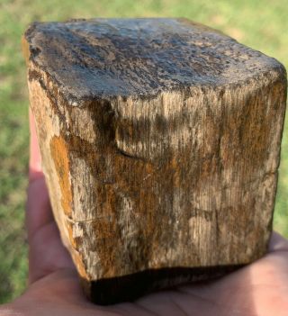 Texas Petrified Palm Wood 2 3/4 " X 2 1/4 " Large Natural Cube Shape Slabs
