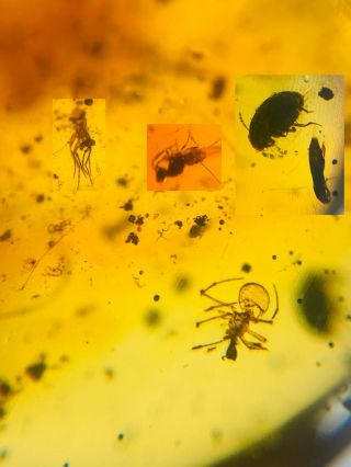 Unknown Bug&wasp&2 Beetle Burmite Myanmar Burma Amber Insect Fossil Dinosaur Age