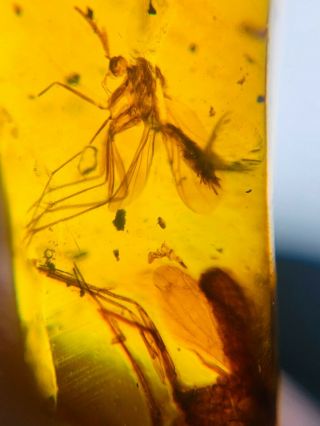 2 Unique Unknown Fly Bugs Burmite Myanmar Burma Amber Insect Fossil Dinosaur Age