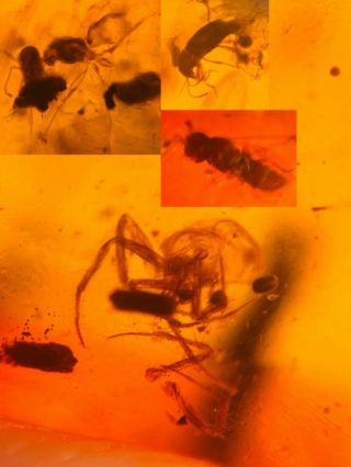 Spider&2 Wasp Bee&beetle Burmite Myanmar Burma Amber Insect Fossil Dinosaur Age