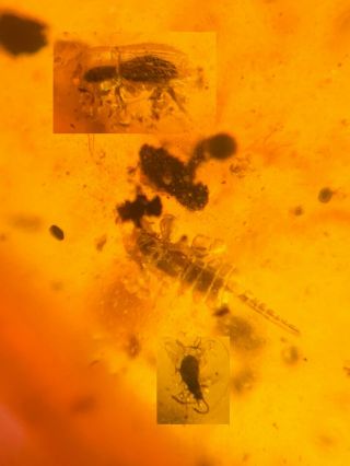 Unknown Strange Bug&2 Beetles Burmite Myanmar Amber Insect Fossil Dinosaur Age
