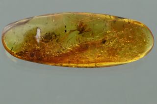 DUNG MIDGE Scatopsidae Fossil Inclusion BALTIC AMBER 191107 - 44,  IMG 2