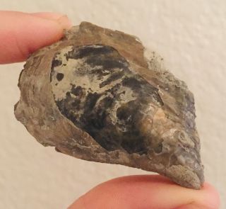 France Fossil Bivalve Isognomon Promytiloides Jurassic Fossil