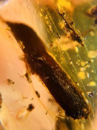 0.  56g plant tree leaf Burmite Myanmar Burmese Amber insect fossil dinosaur age 2