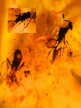 3 Hymenoptera Wasp Bee Burmite Myanmar Burmese Amber Insect Fossil Dinosaur Age