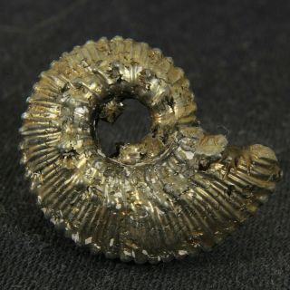 0.  9in/2.  4cm Pyritized Ammonite Kosmoceras Jurassic Callovian Russian Fossil