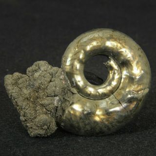 1.  2in/3cm Incredible Shine Pyrite Ammonite Brightia Jurassic Callovian Russia