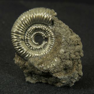 1in/2.  6cm Incredible Shine Pyrite Ammonite Binatisphinctes Jurassic Russia
