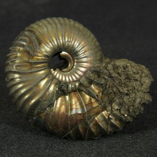 1.  1in/2.  9cm Shine Pyrite Ammonite Funiferites Jurassic Fossil Russia