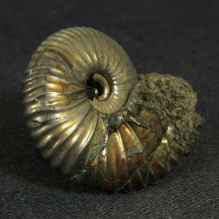 1.  1in/2.  9cm shine pyrite Ammonite Funiferites Jurassic fossil Russia 2