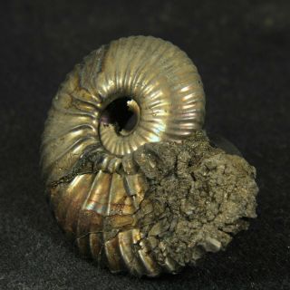 1.  1in/2.  9cm shine pyrite Ammonite Funiferites Jurassic fossil Russia 3