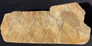 A Fine Fossil Plant Leaves From Idaho,  Eocene