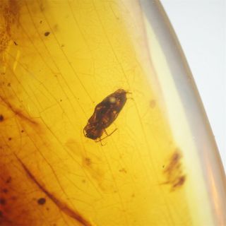 Burmite Myanmay Bumese Burma Amber Fossil Insect 100 Million Years Old 3.  4ct