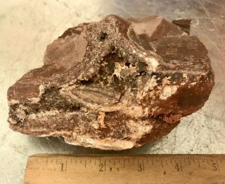 Reilly’s Rocks: Arizona Petrified Wood W/ Polyrporites Wardii Fungus/calcite
