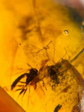 Lacewing&mosquito Fly Burmite Myanmar Burmese Amber Insect Fossil Dinosaur Age