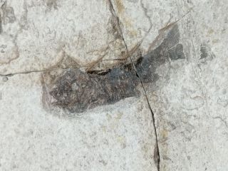 Fish Fossil Miocene Shanwang Shandong China Ae07