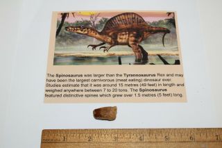 Spinosaurus Tooth 1 " Teeth Dinosaur Fossil T Rex Era Cretaceous Sps58