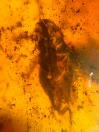 Ancient Roach In Sands Burmite Myanmar Burmese Amber Insect Fossil Dinosaur Age