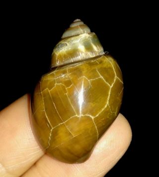 Sea Shell Fossil,  Gastropoda,  Buccinidae From Java,  Indonesia,  30mm