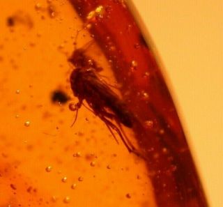 Homopteran Insect With 3 Flies In Authentic Dominican Amber Fossil Gemstone