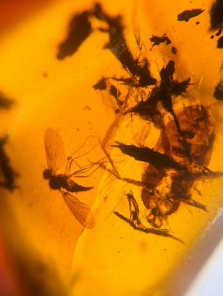 Cicada Larva&mosquito Burmite Myanmar Burmese Amber Insect Fossil Dinosaur Age