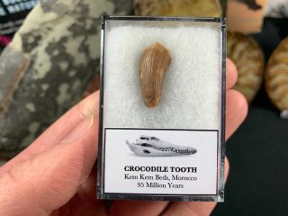 Crocodile Tooth (morocco) 06 - Kem Kem,  Dinosaur Era Fossil