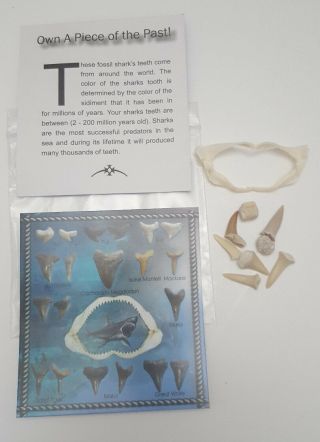 Mini Shark Jaw & Fossil Shark Teeth W/ Card To Identify