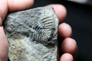 Unknown Fossil Trilobite? Matrix With Markings Maybe Fossil In A Fossil - Ny