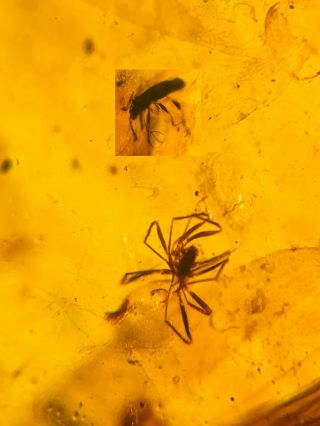 Unique Spider&beetle Burmite Myanmar Burmese Amber Insect Fossil Dinosaur Age