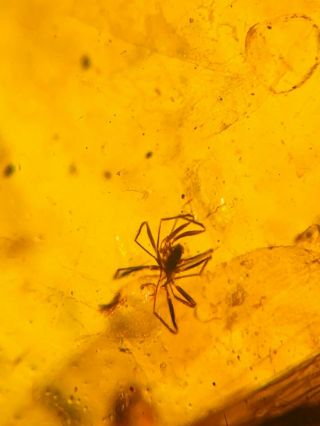 unique spider&beetle Burmite Myanmar Burmese Amber insect fossil dinosaur age 2