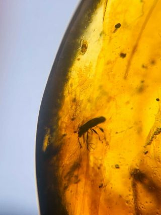 unique spider&beetle Burmite Myanmar Burmese Amber insect fossil dinosaur age 3