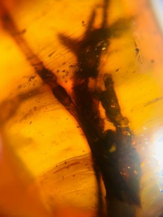 1.  4g Unknown Plant Burmite Myanmar Burmese Amber Insect Fossil Dinosaur Age