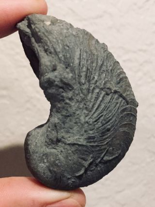 England Fossil Bivalve Gryphaea arcuata Jurassic Fossil 2