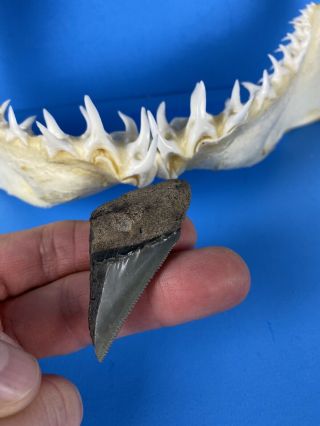 Fossilized 2 1/4 Inch Partial Megalodon Tooth From Venice Florida & Bonus