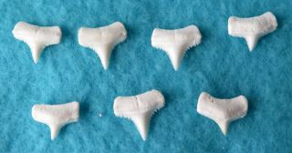 7 Group Lower Real Modern Great White Shark Tooth (teeth)