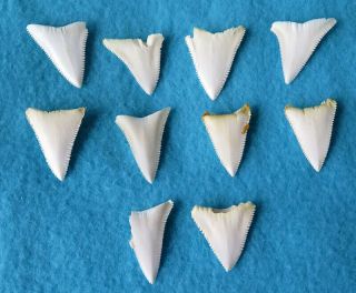 10 Group Upper Real Modern Great White Shark Tooth (teeth)