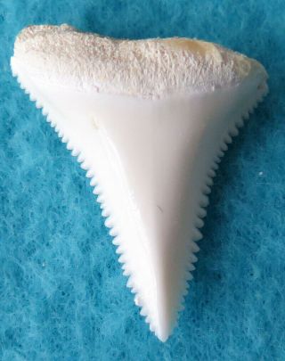 1.  335 " Lower Real Modern Great White Shark Tooth (teeth)