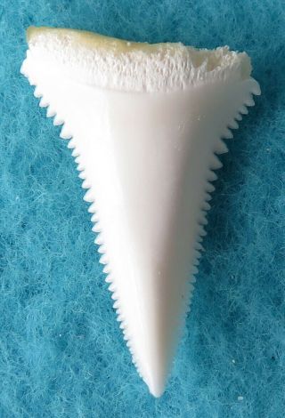 1.  165 " Lower Real Modern Great White Shark Tooth (teeth)