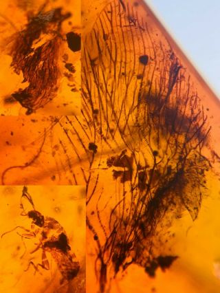 Unknown Bug&wings&plant Burmite Myanmar Burma Amber Insect Fossil Dinosaur Age