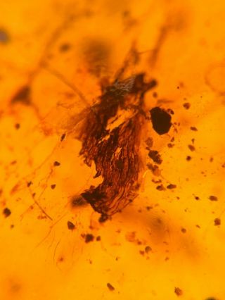 unknown bug&wings&plant Burmite Myanmar Burma Amber insect fossil dinosaur age 3