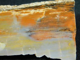 A Small 225 Million Year Old Polished Petrified Wood Fossil Arizona 129gr