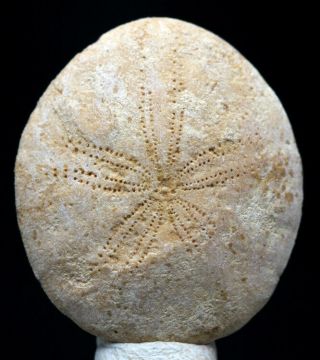 Fossil Sand Dollar Shell Fossilized Sea Biscuit Echinoderm Specimen Morocco